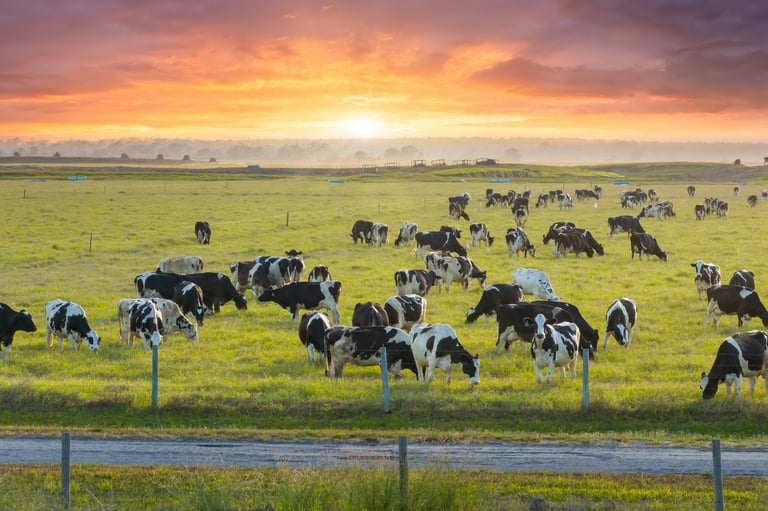 Herd of dairy cattle grazing in pasture field