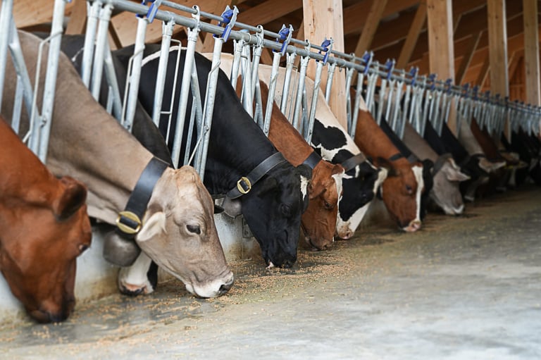 Vaci de lapte în ferma Ada Prod Com