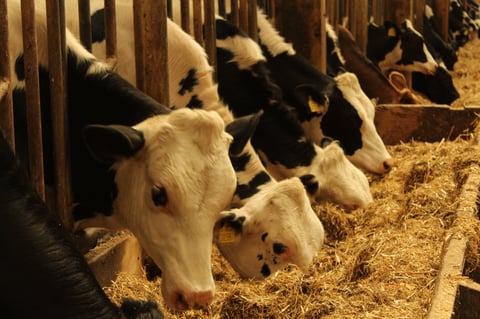 Vaci în pășune - Bunăstare animală