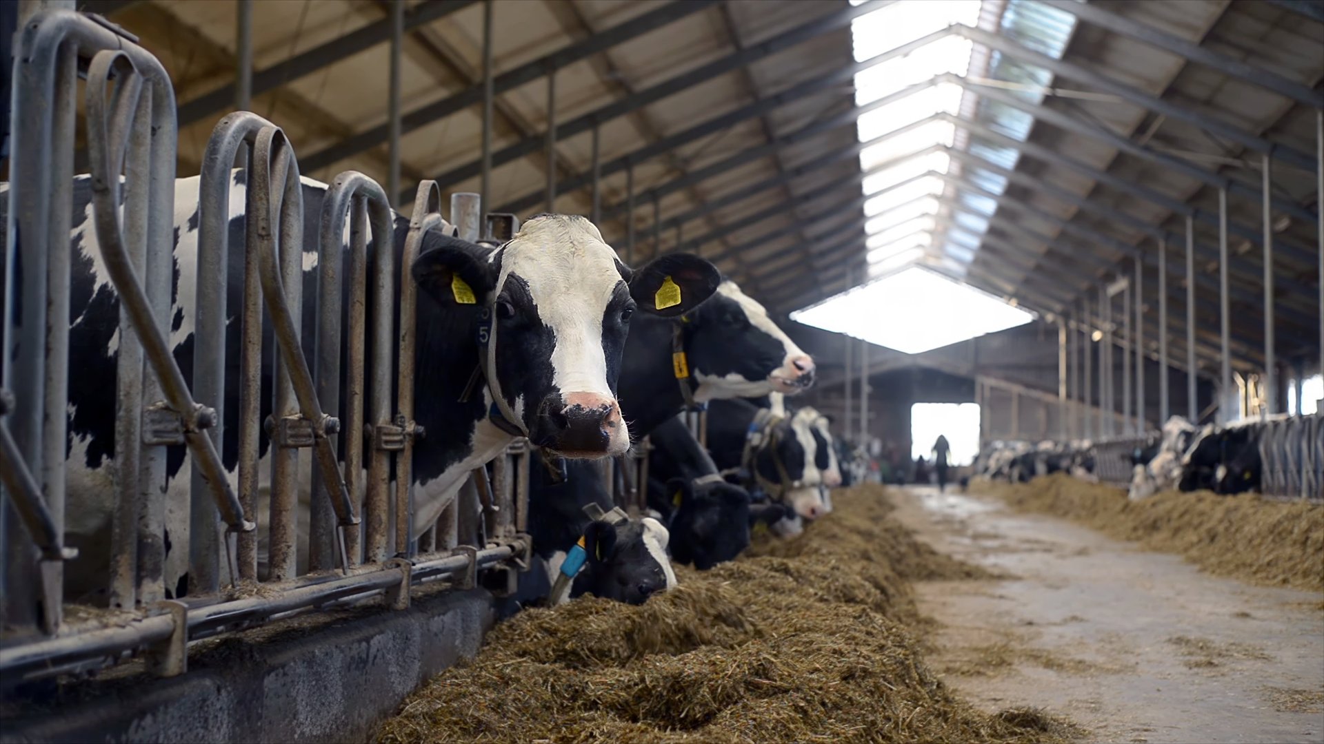 Wide view of dairy cows eating hay inside modern livestock barn