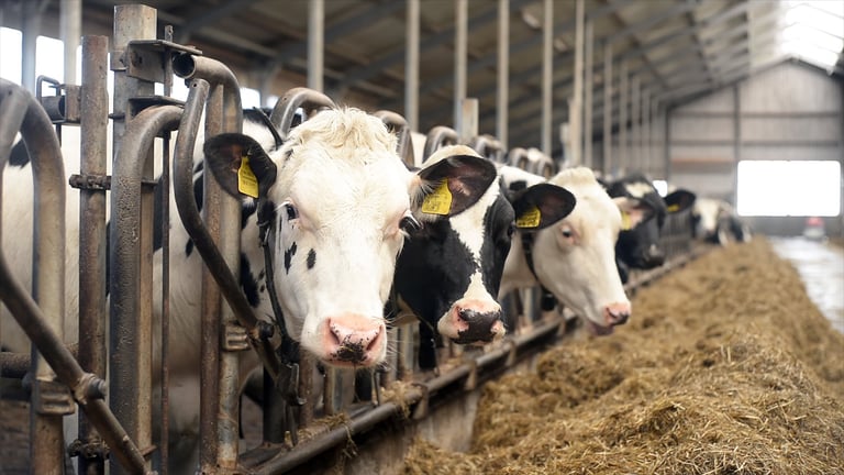 Close-up of dairy cows eating hay in modern barn