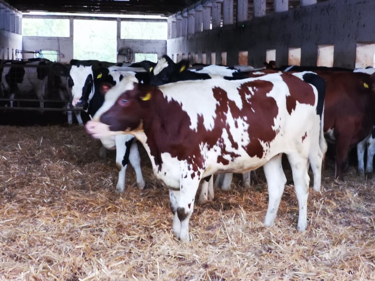 Red and white dairy cows in an indoor barn with straw flooring and other cattle visible in the background