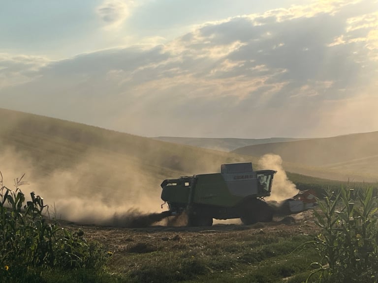 Combine harvester kicking up dust while harvesting grain in a rolling agricultural field at sunset