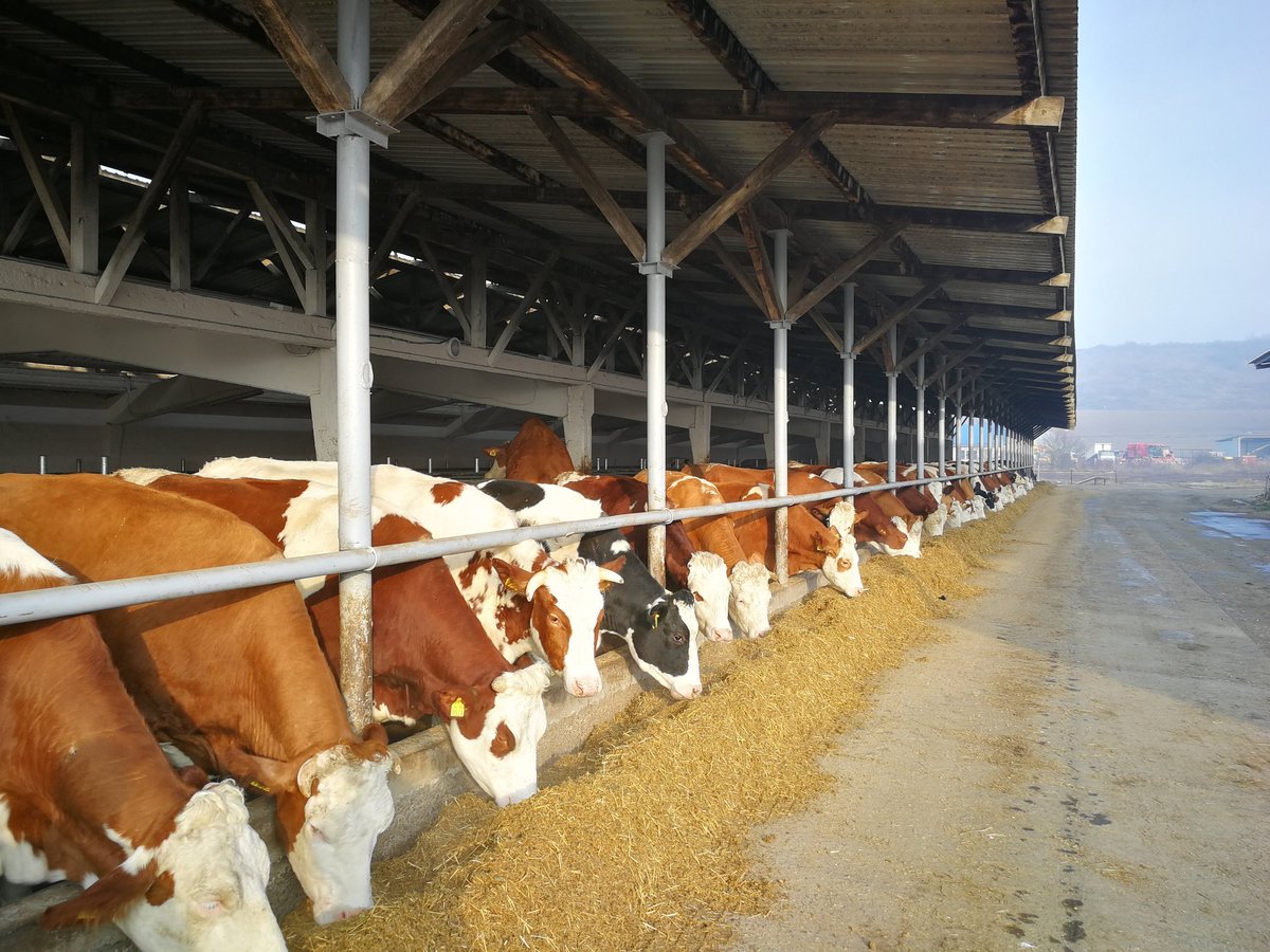 Brown and white dairy cows in a long covered barn stall eating hay from feeding troughs