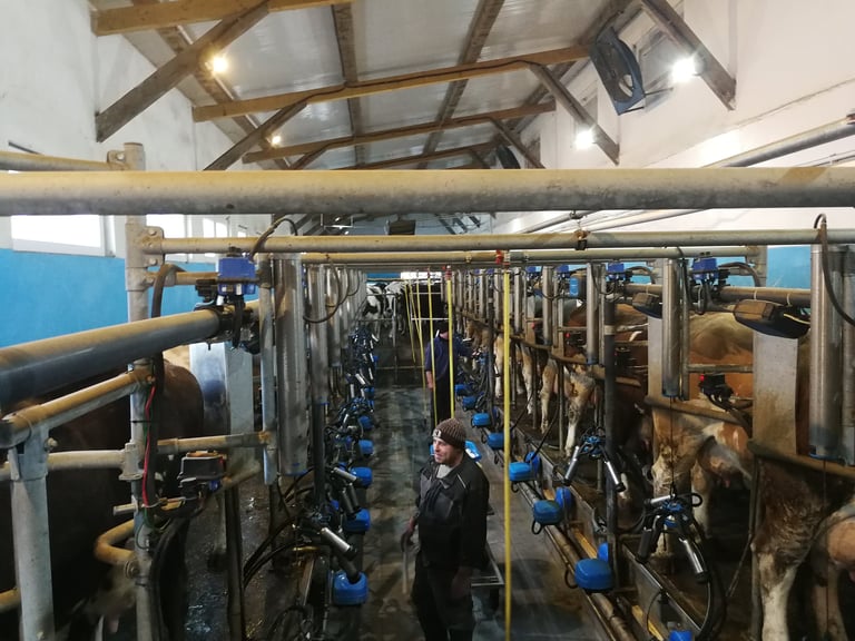 Interior of a dairy milking parlor with multiple cows in stalls lined with blue equipment, worker attending to cattle, exposed wooden beam ceiling