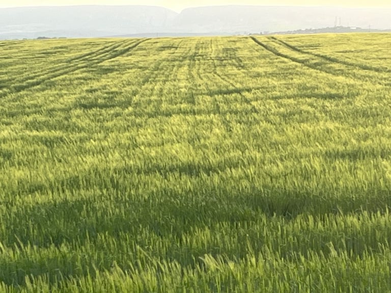 Expansive flat agricultural field of young green grain crops with tractor rows stretching to the horizon under a pale sky