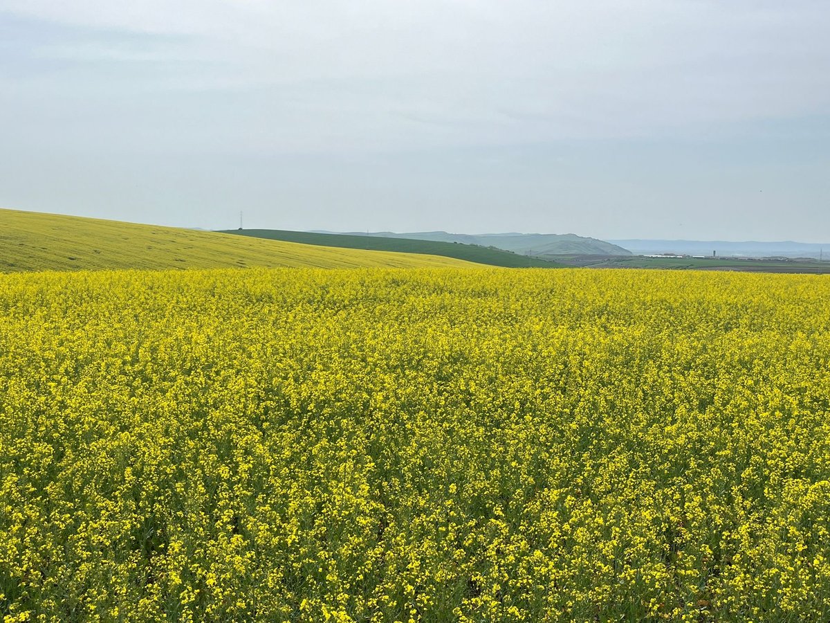 Vast yellow rapeseed field under cloudy sky with distant green hills on horizon