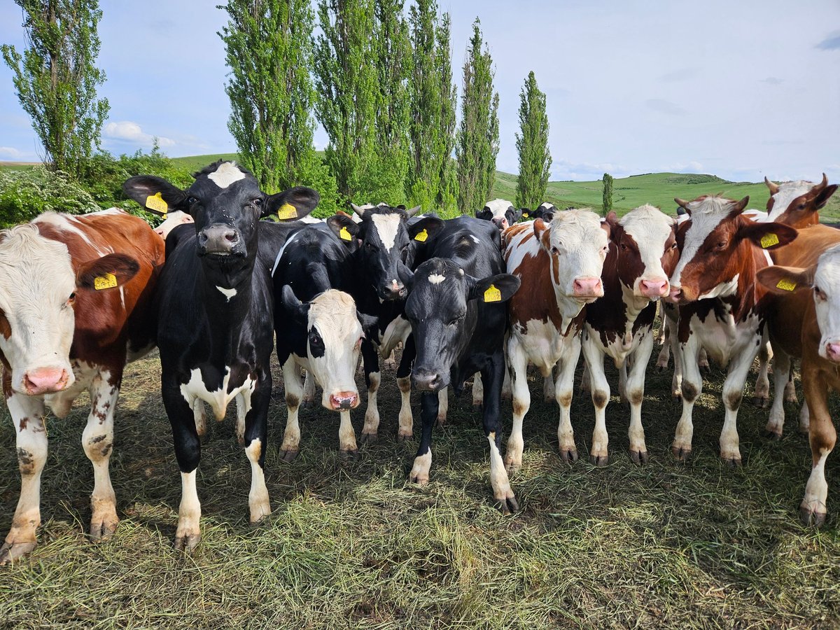 Herd of mixed-color dairy cows standing in a pasture with poplar trees in the background
