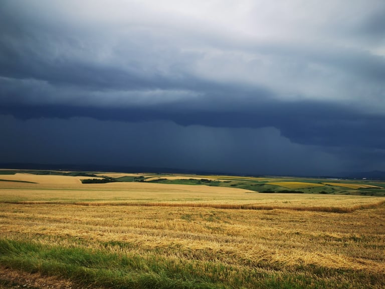 Expansive golden wheat field under dramatic dark storm clouds approaching on the horizon