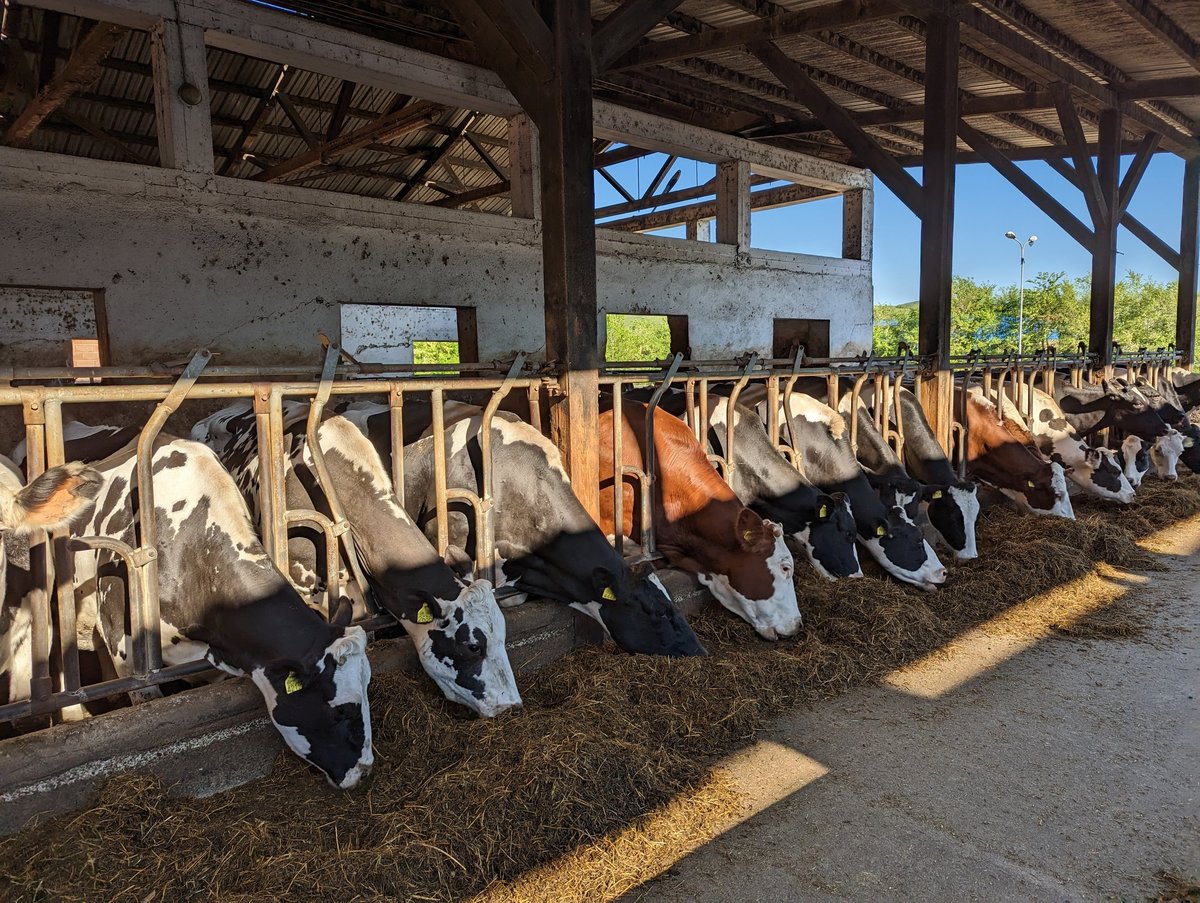 Row of dairy cows eating hay in a covered barn with wooden beams and sunlight streaming through windows