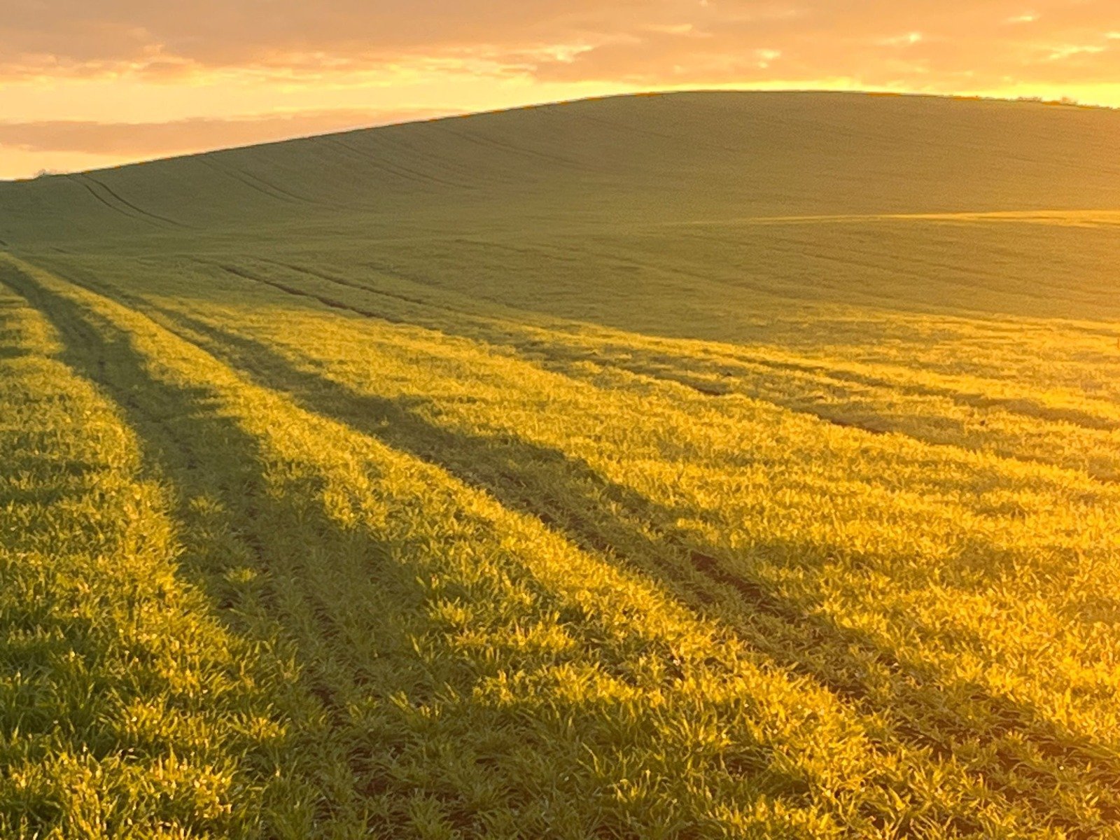 Golden wheat field at sunset with long shadows cast across rolling hills and warm sky