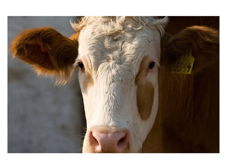 Close-up portrait of a brown and white cow facing the camera with a calm expression