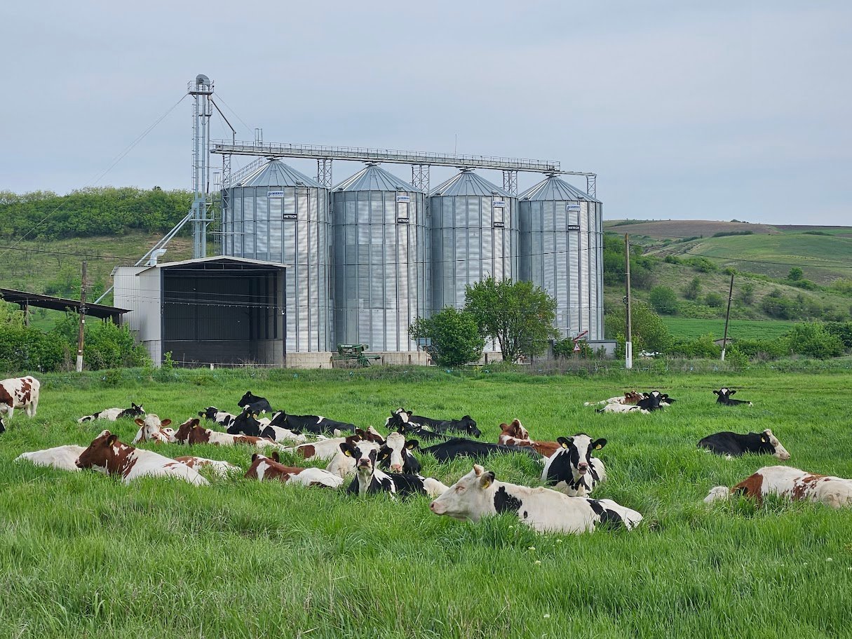 Herd of cattle resting on green pasture with large grain silos and farm buildings in the background