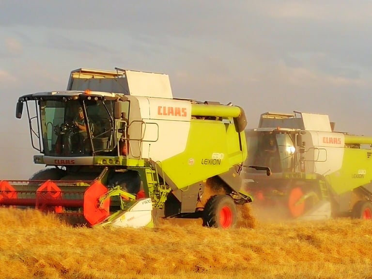 Three yellow and red CLAAS combine harvesters working in a golden grain field, kicking up dust during harvest season