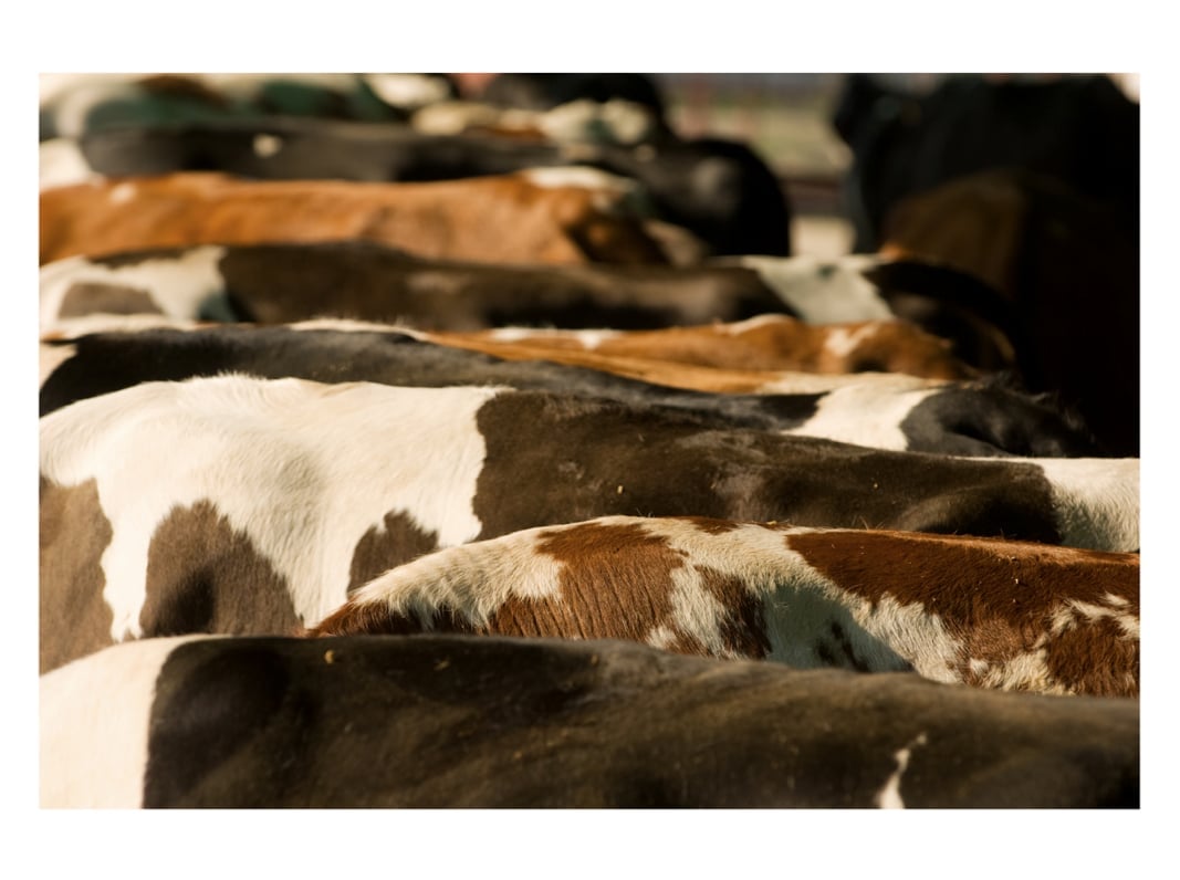 Close-up of brown and white spotted cow hide showing texture and color patterns of cattle fur