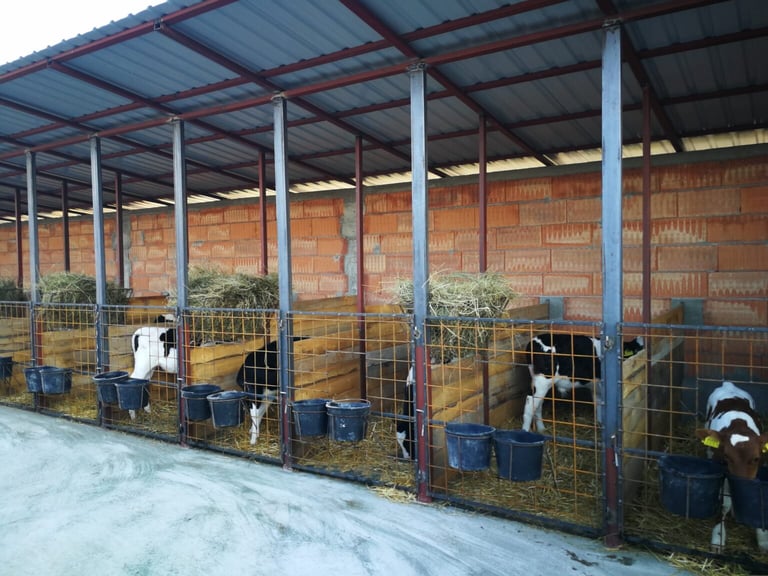 Farm animals in metal-framed enclosures under a metal roof structure with brick walls